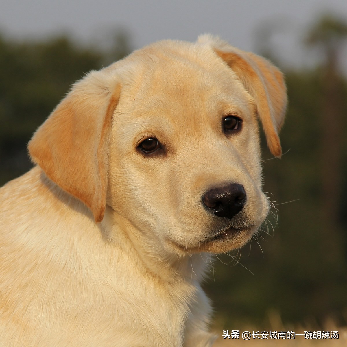 100种名犬价格,世界名犬排名前100图巴哥犬