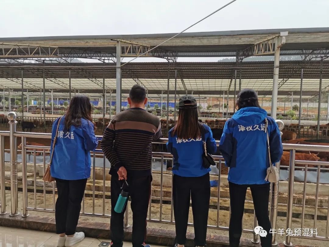 犊牛咳嗽喘的治疗方法,犊牛咳嗽喘