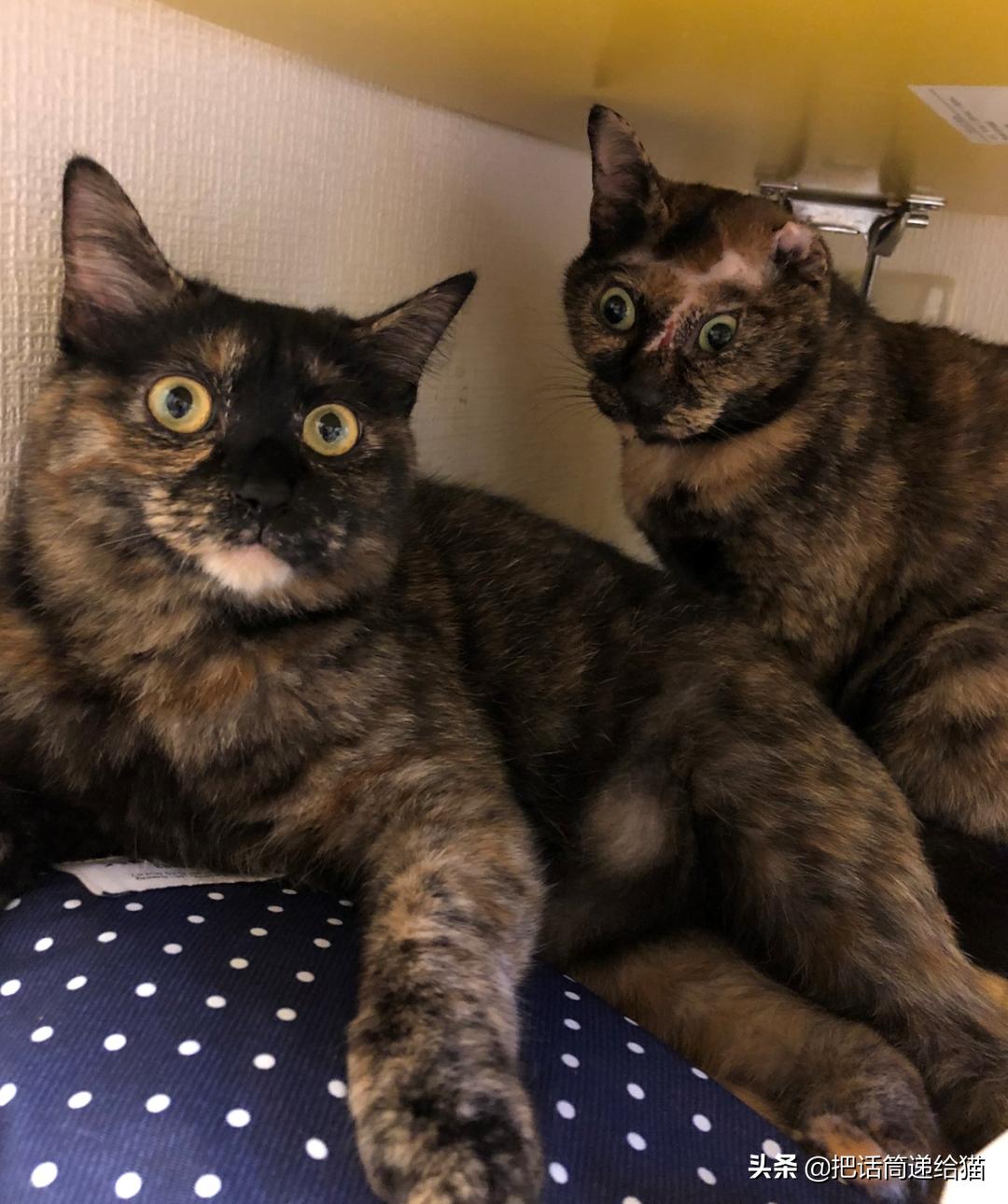 女孩救下一只差点被货车撞死的猫,小女孩救下乌鸦被夺走眼睛