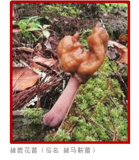 爱的魔力转圈圈蘑菇头,爱的魔力转圈圈彩虹伞