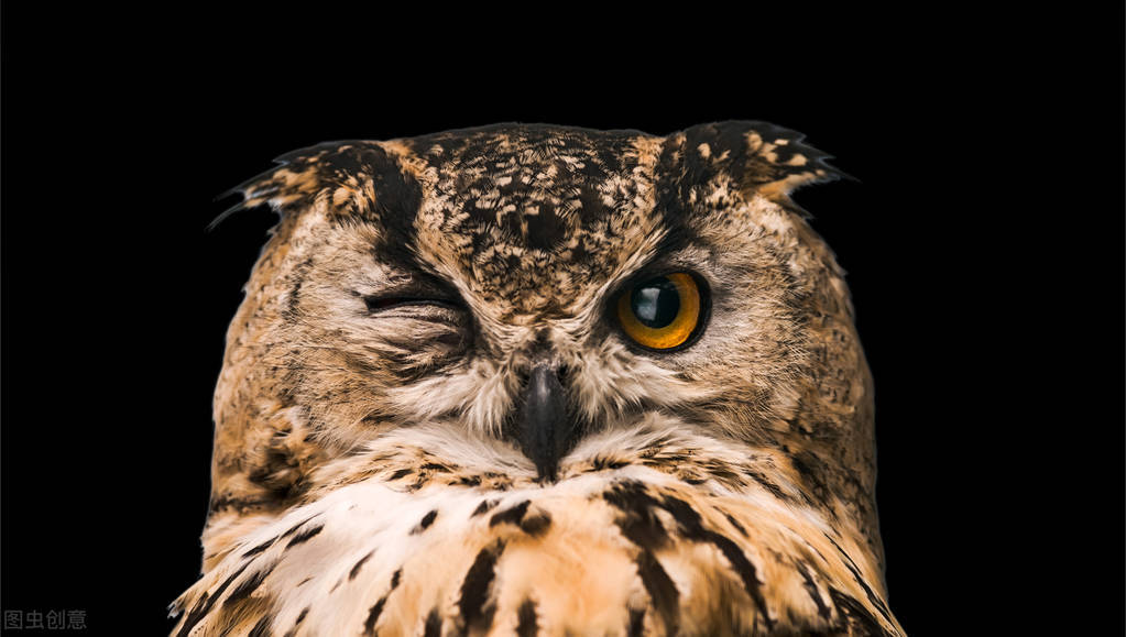 猫头鹰助眠,猫头鹰睡眠法