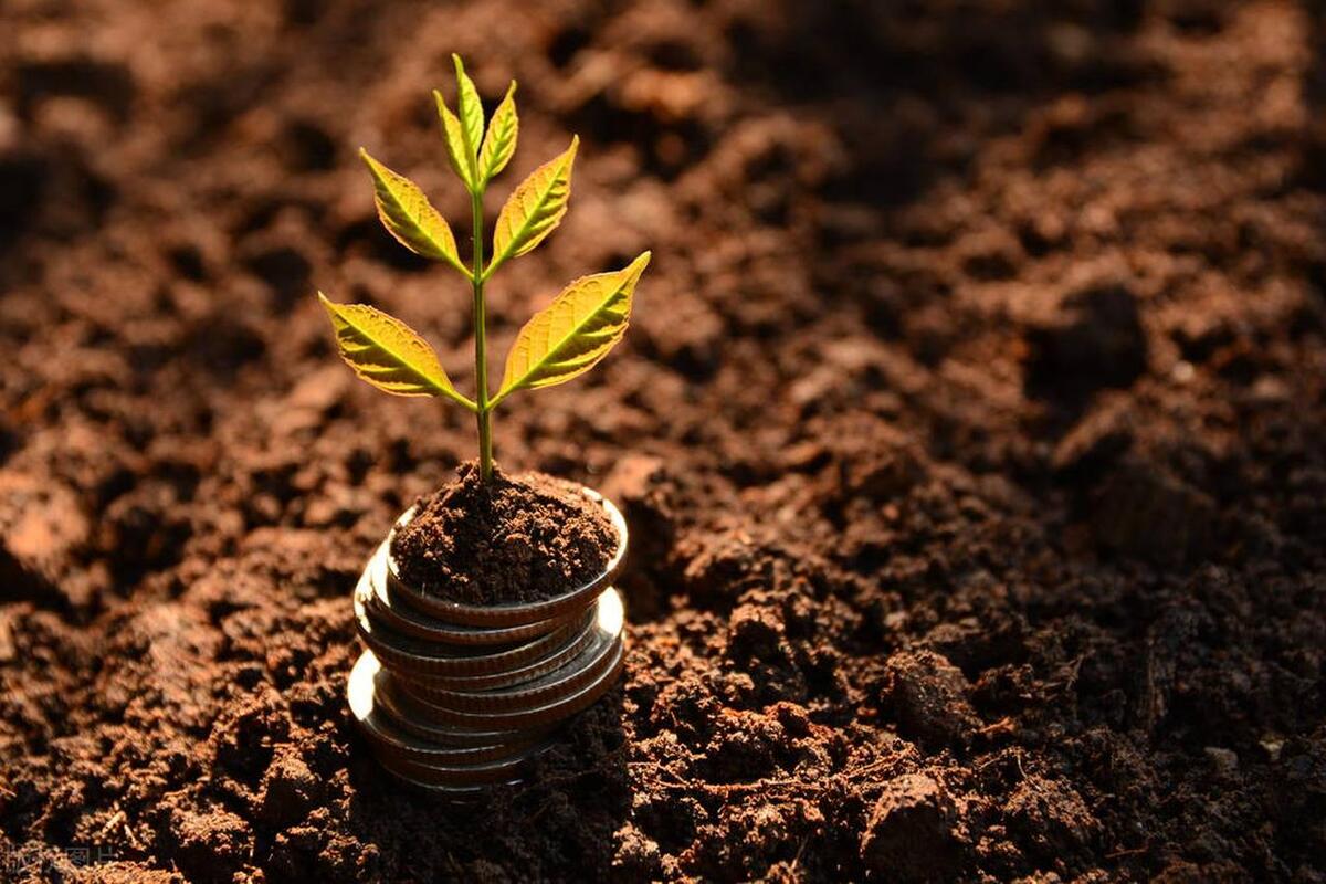 金钱树上有虫子怎么办,金钱树根部有虫子怎么处理