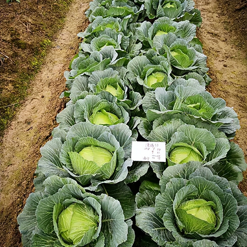 耐高温甘蓝蔬菜种子,耐寒甘蓝新品种
