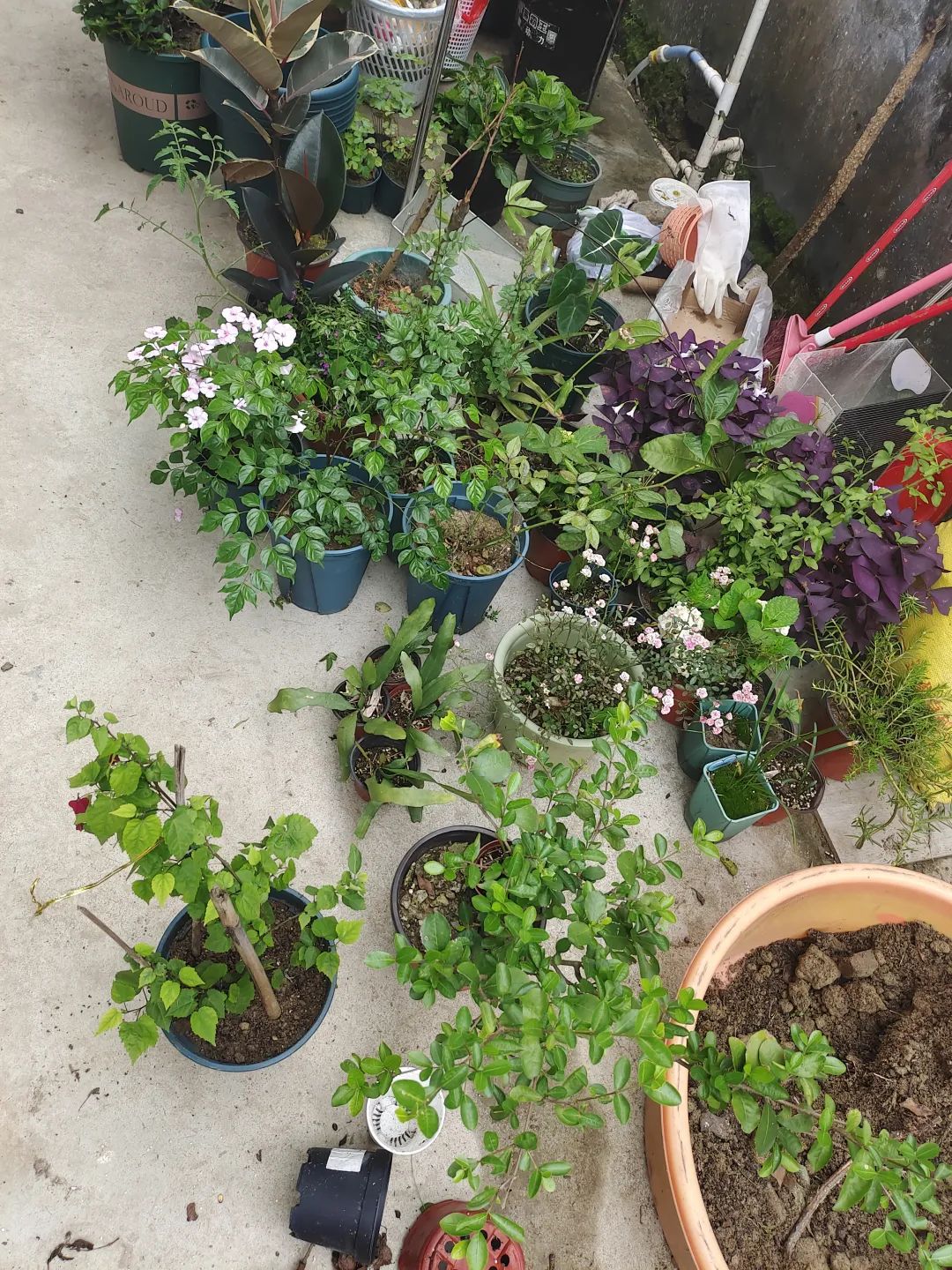 盆栽刚买回来就枯萎了怎么办,刚买的盆栽掉叶子怎么回事啊