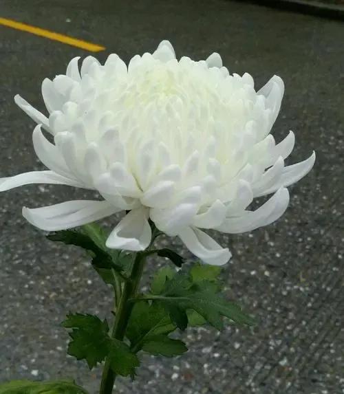 雪的记忆图片,一场雪的记忆