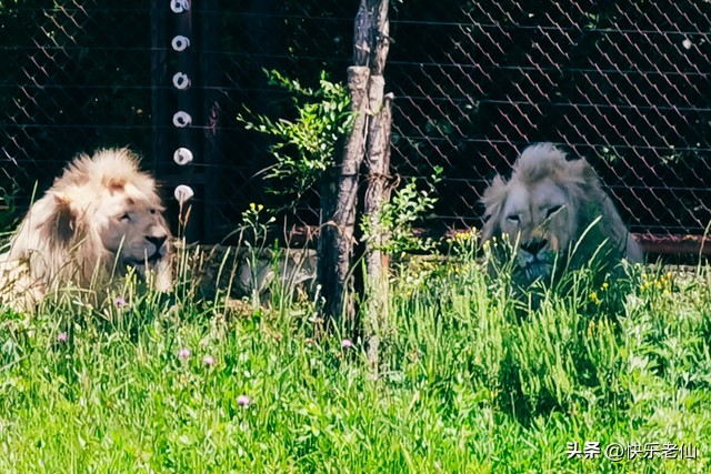 沈阳森林动物园缆车,自驾沈阳森林动物园