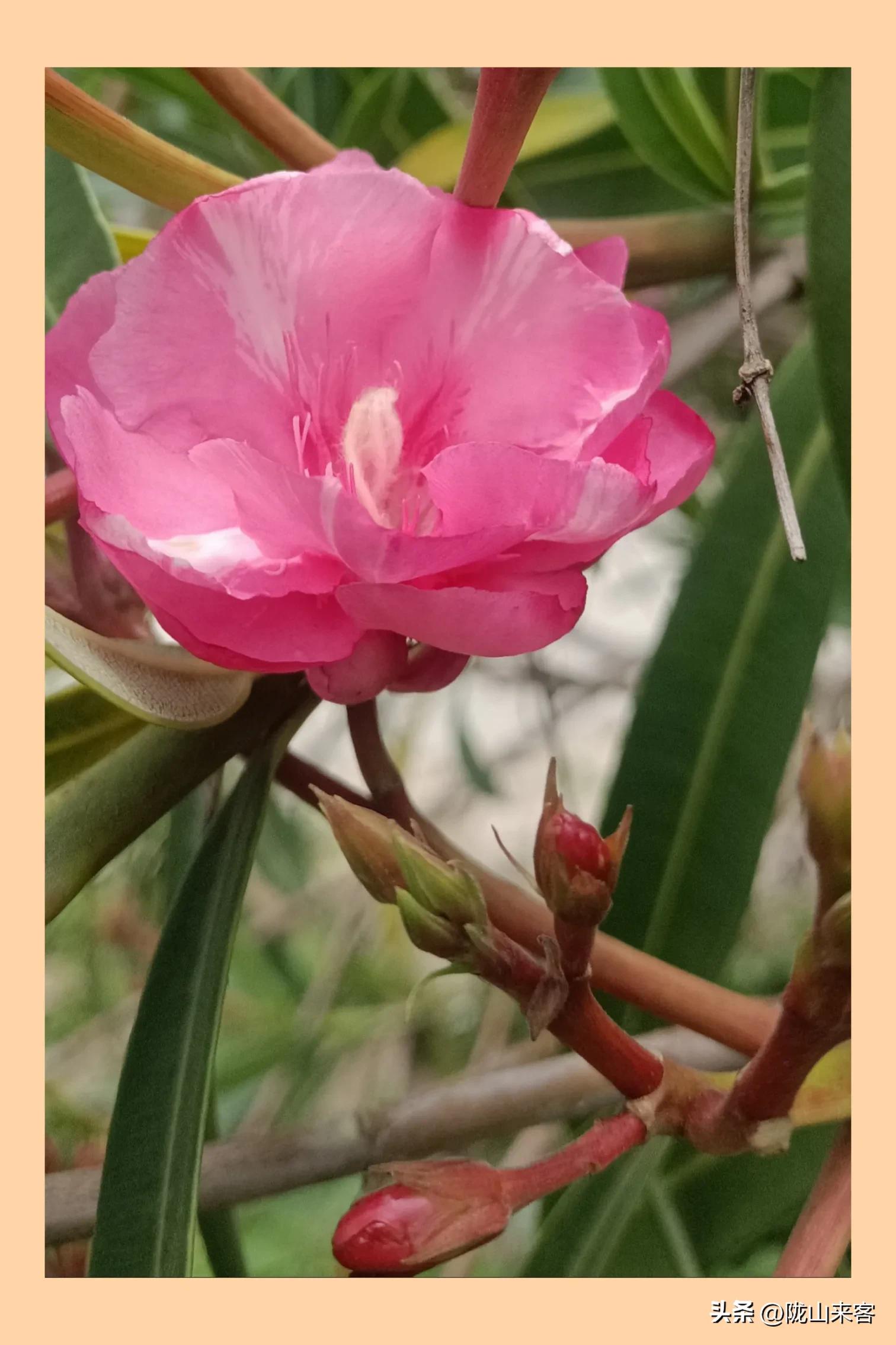 看图识花卉查询,看图识别花草树木