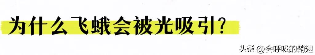 蛾类图谱,蛾类昆虫图谱