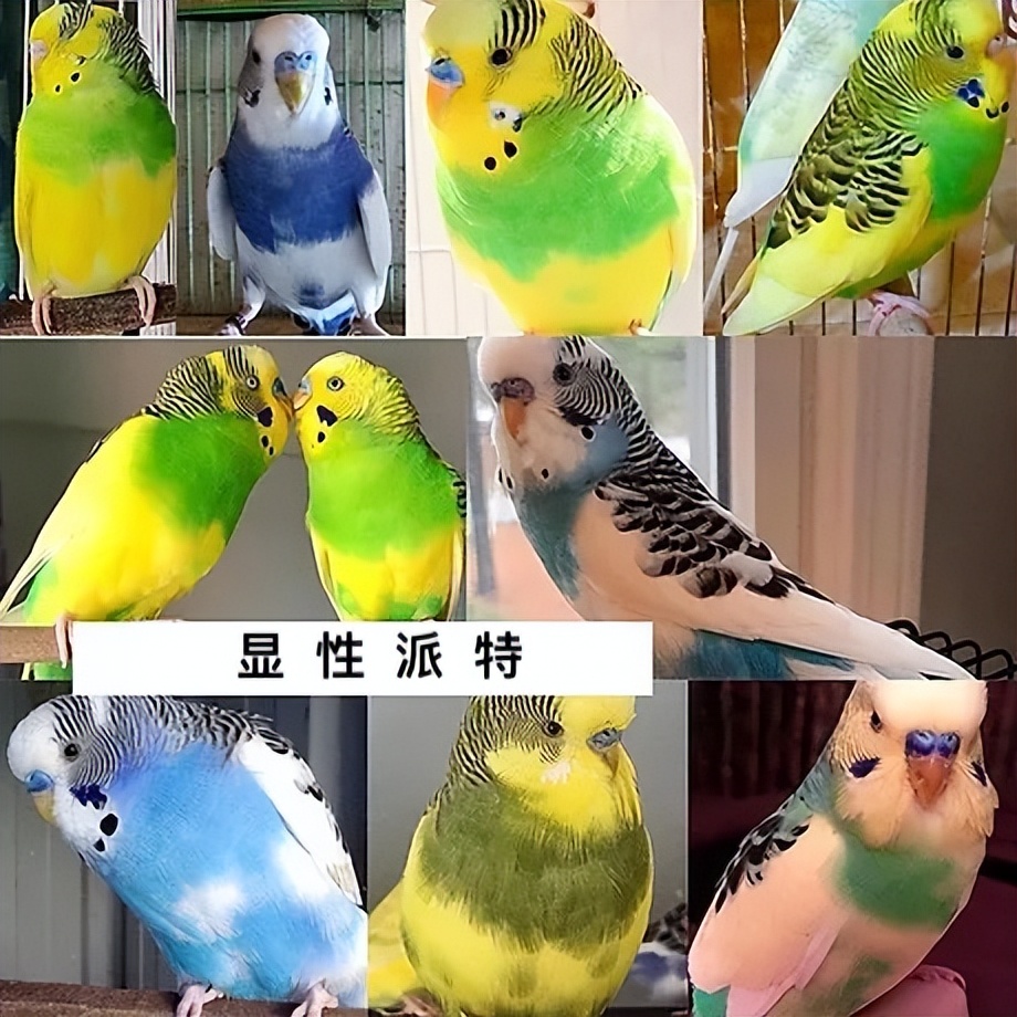 虎皮鹦鹉基因原理,虎皮鹦鹉钴基因