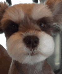 这几种狗太难伺候了新手不敢养,不能接受的狗狗