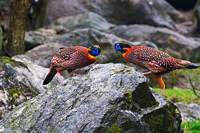 张家界罕见“娃娃鸡”，能发出婴儿般的啼哭，竟是“牢底坐穿鸟”