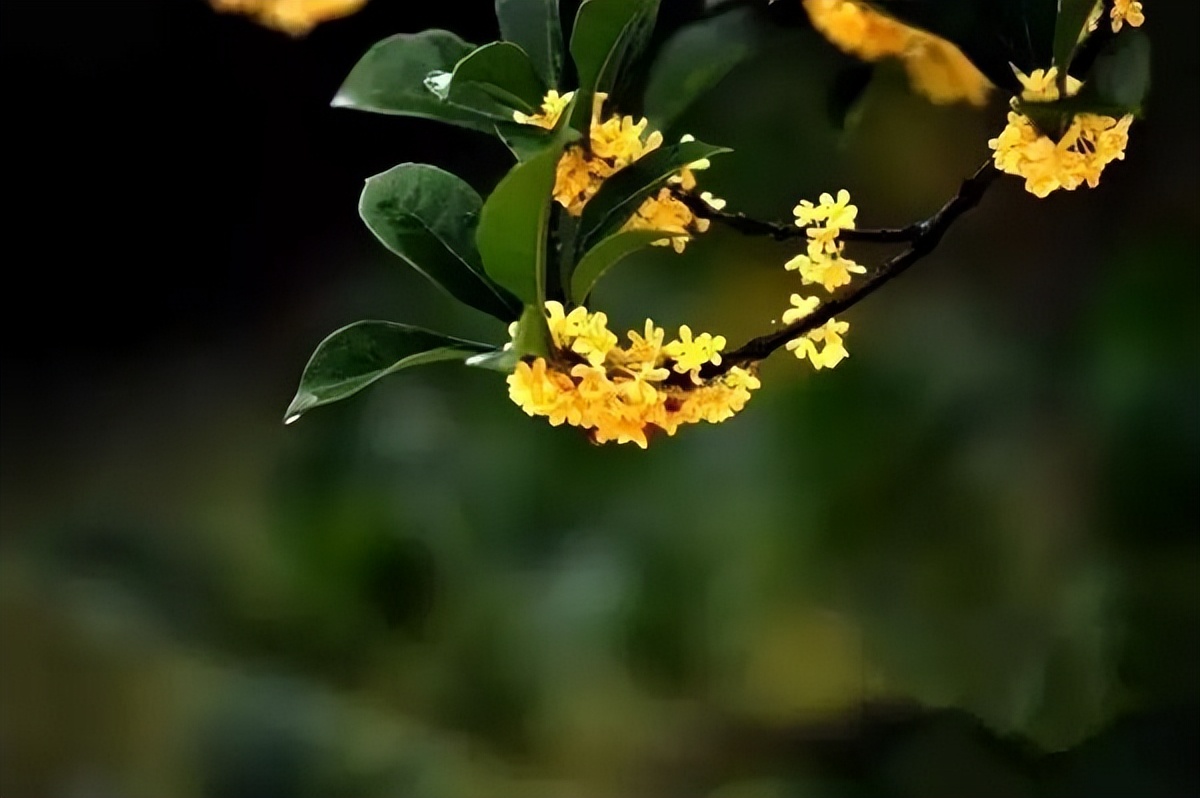 中国十大名花排行榜及图片,中国十大名花明细