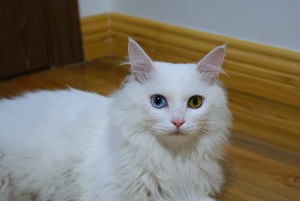 山东狮子猫可以媲美布偶猫,山东狮子猫大型猫