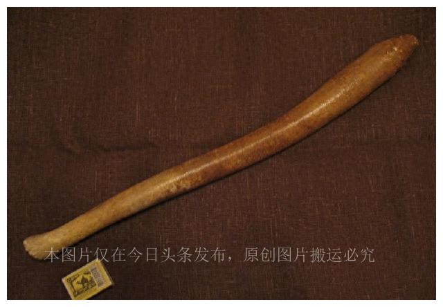 人类祖先的“丁丁”有骨头，现代人类怎么没有“丁丁骨”了呢？