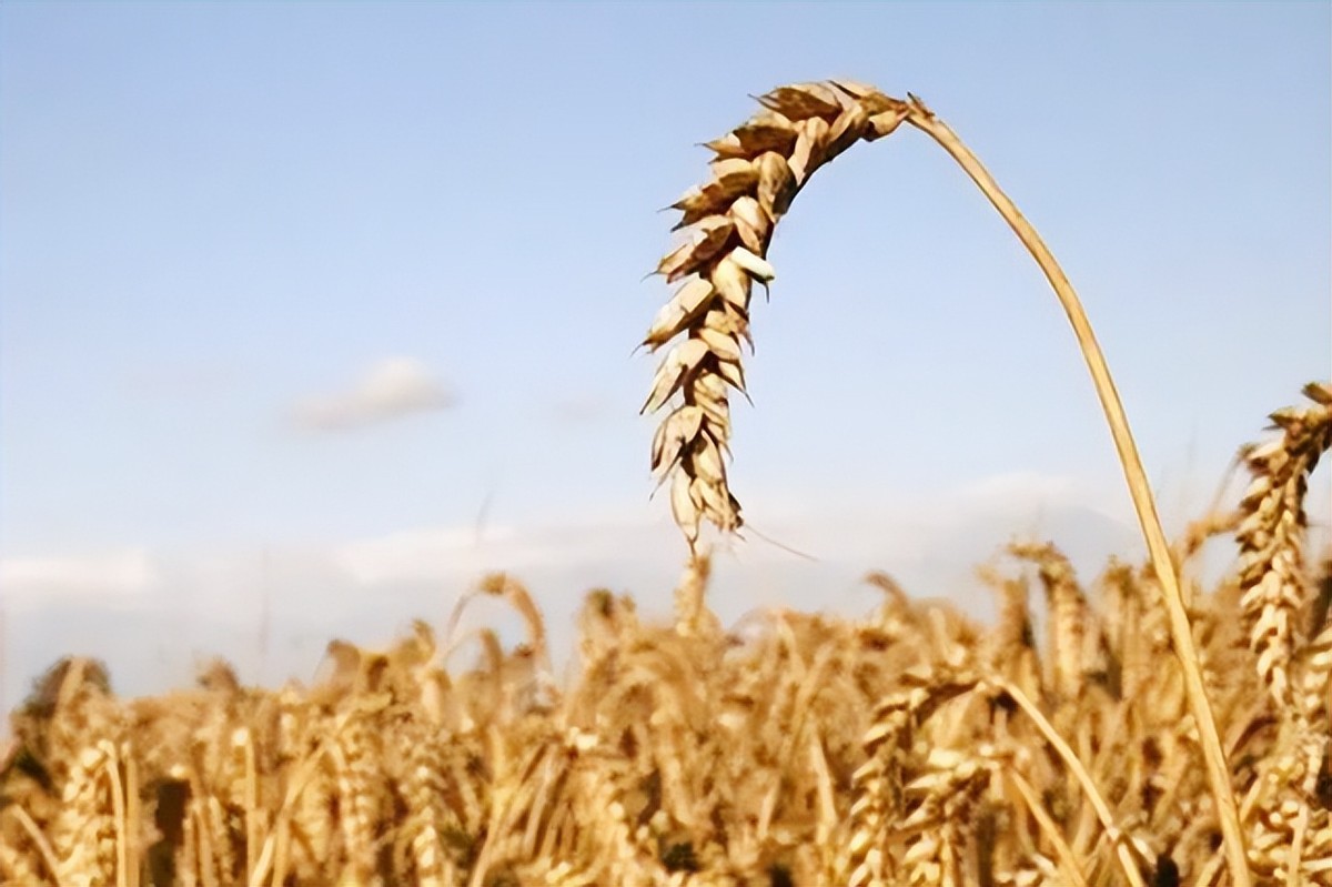巴西对中国出口大豆问题,巴西大豆对中国出口新政策