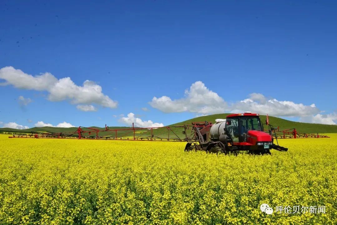 呼伦贝尔：做大生态“绿银行”托起百姓“致富梦”——深入践行习*平近**生态文明思想系列报道之六