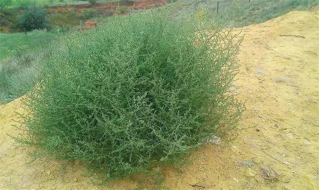 风滚草在美国泛滥成灾，入侵多条公路，为何在我国却难以长大？