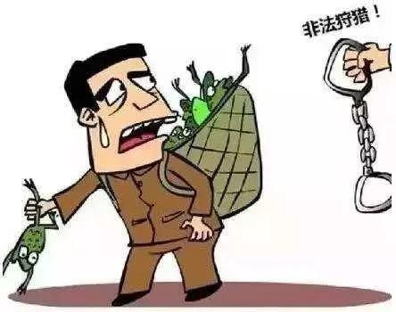 “飞来横祸”，女子买盔犀鸟吊坠获刑10年，对我们有何警示？