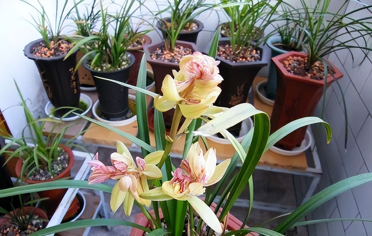 建兰富山奇蝶花苞多久能长大,建兰富山奇蝶兰花花期