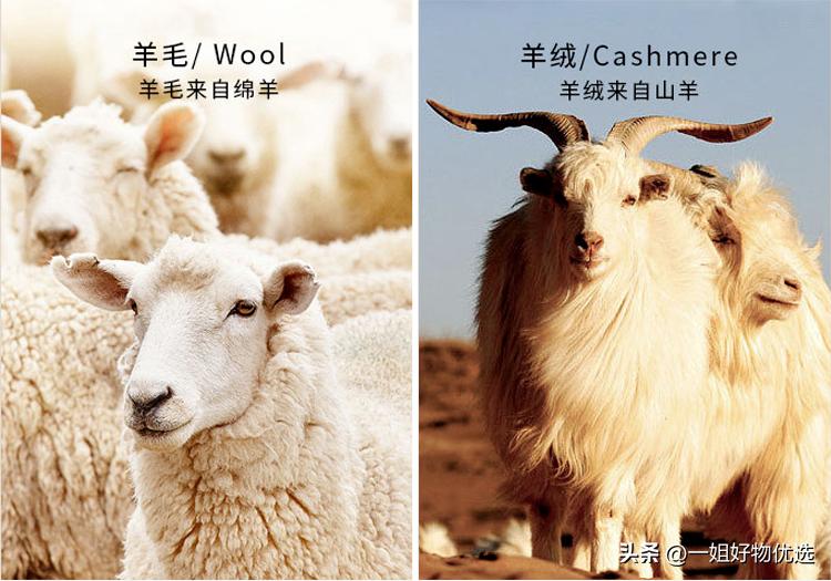 蔻驰围巾图案大全,蔻驰围巾