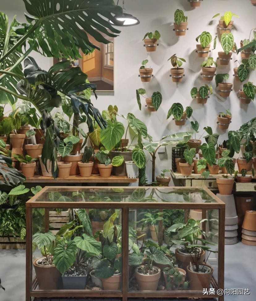 花卉生意有多少利润,花卉生意好做吗赚钱吗