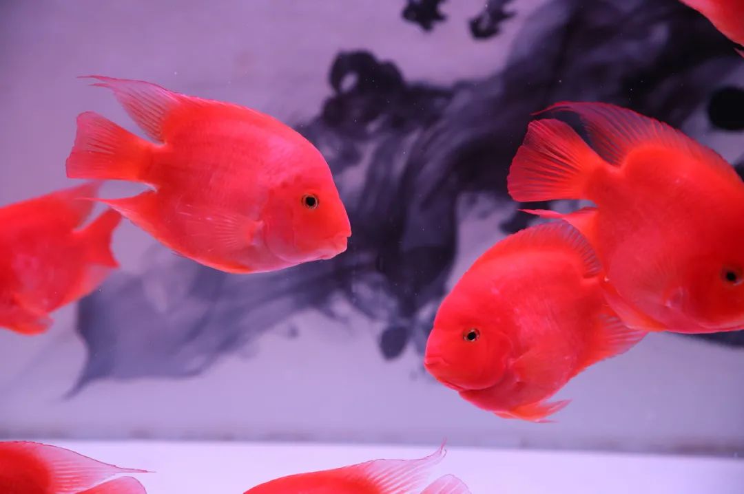 金鱼为啥会撑死,金鱼容易饿死还是容易撑死