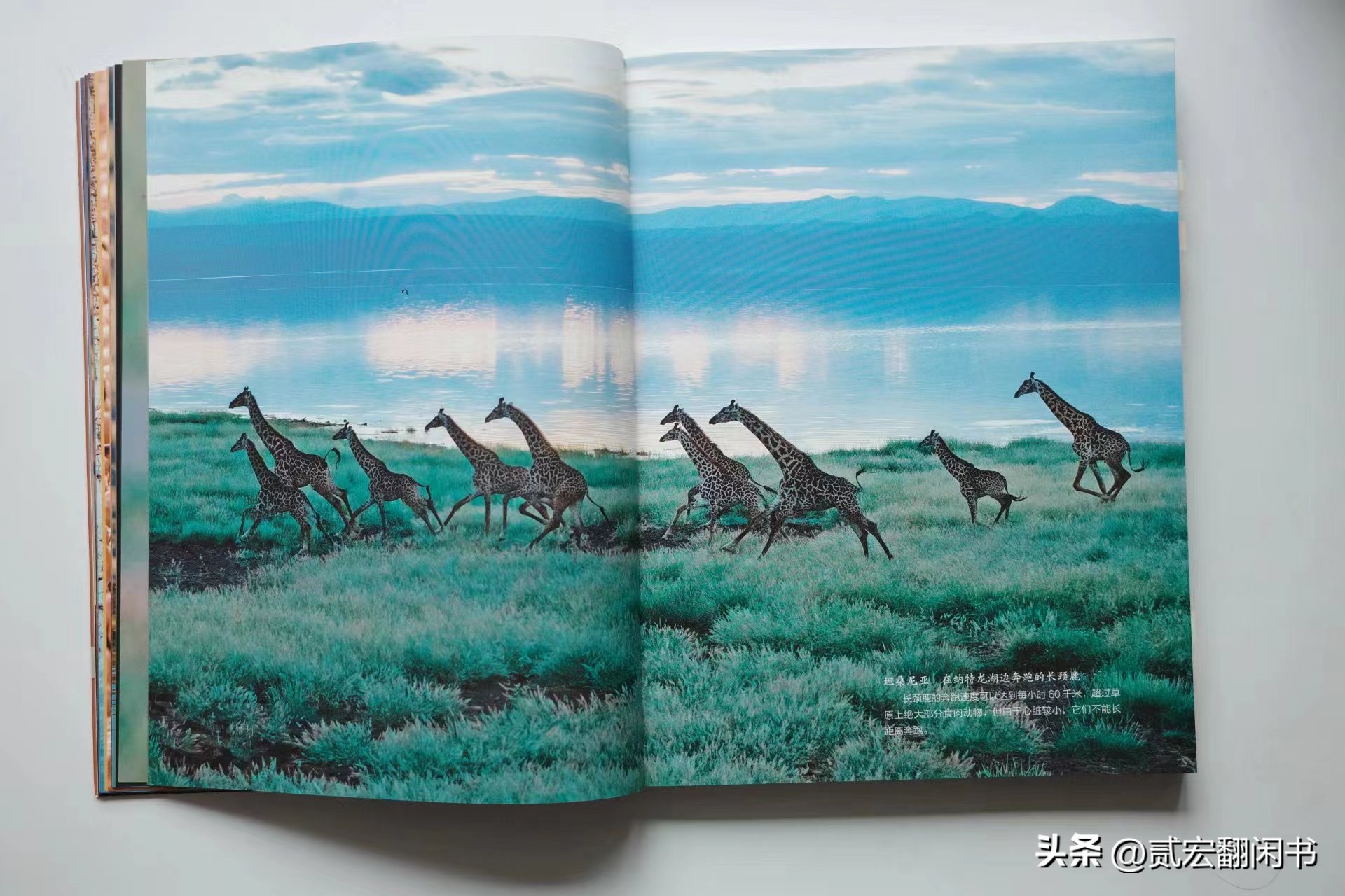 好想去非洲看动物大迁徙呀!先靠这书解馋吧