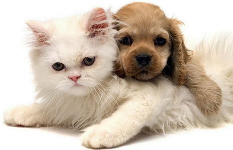 家里养的宠物狗死了怎么处理,家里宠物死了怎么办