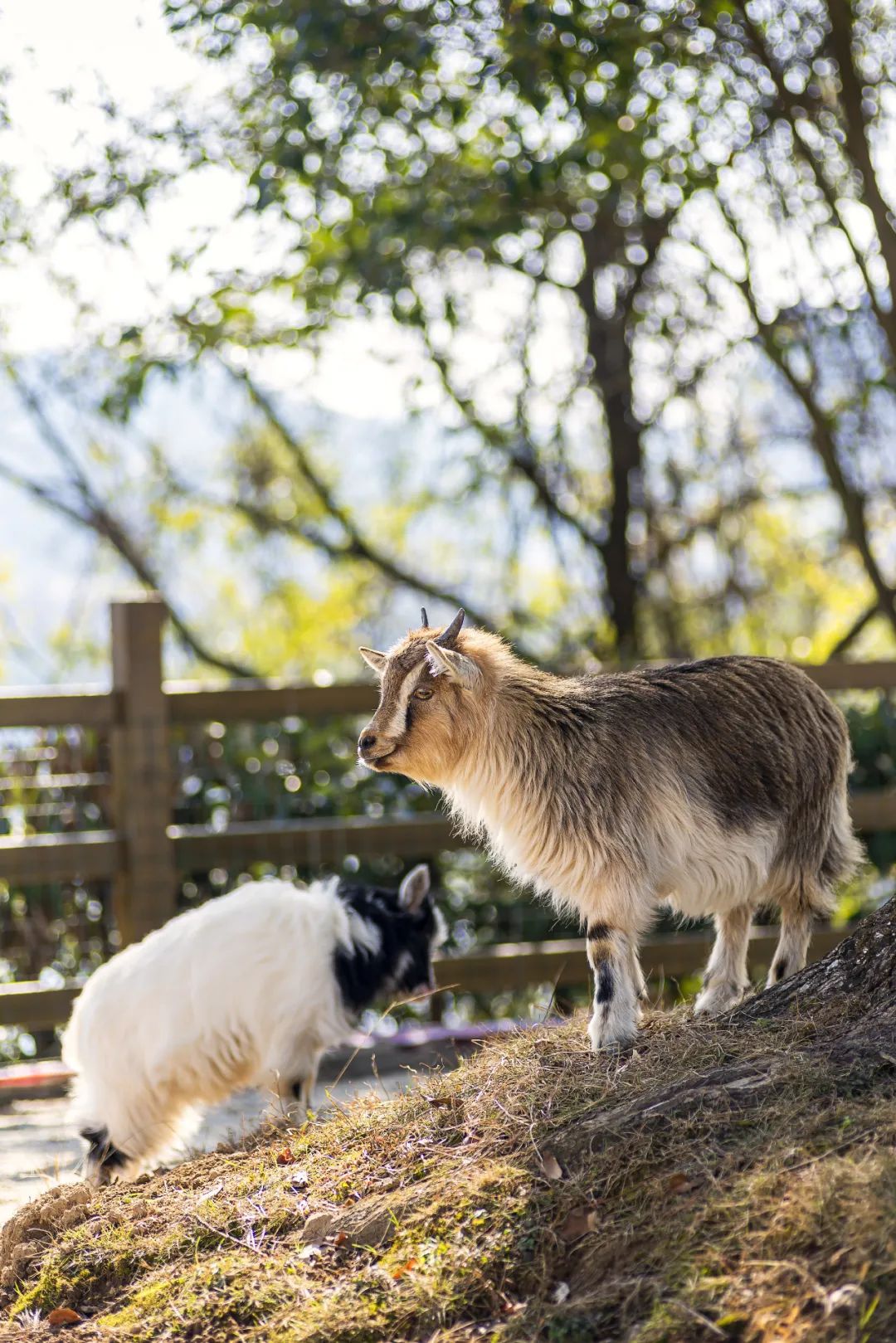 陈妙林直播,开元酒店集团董事长陈妙林