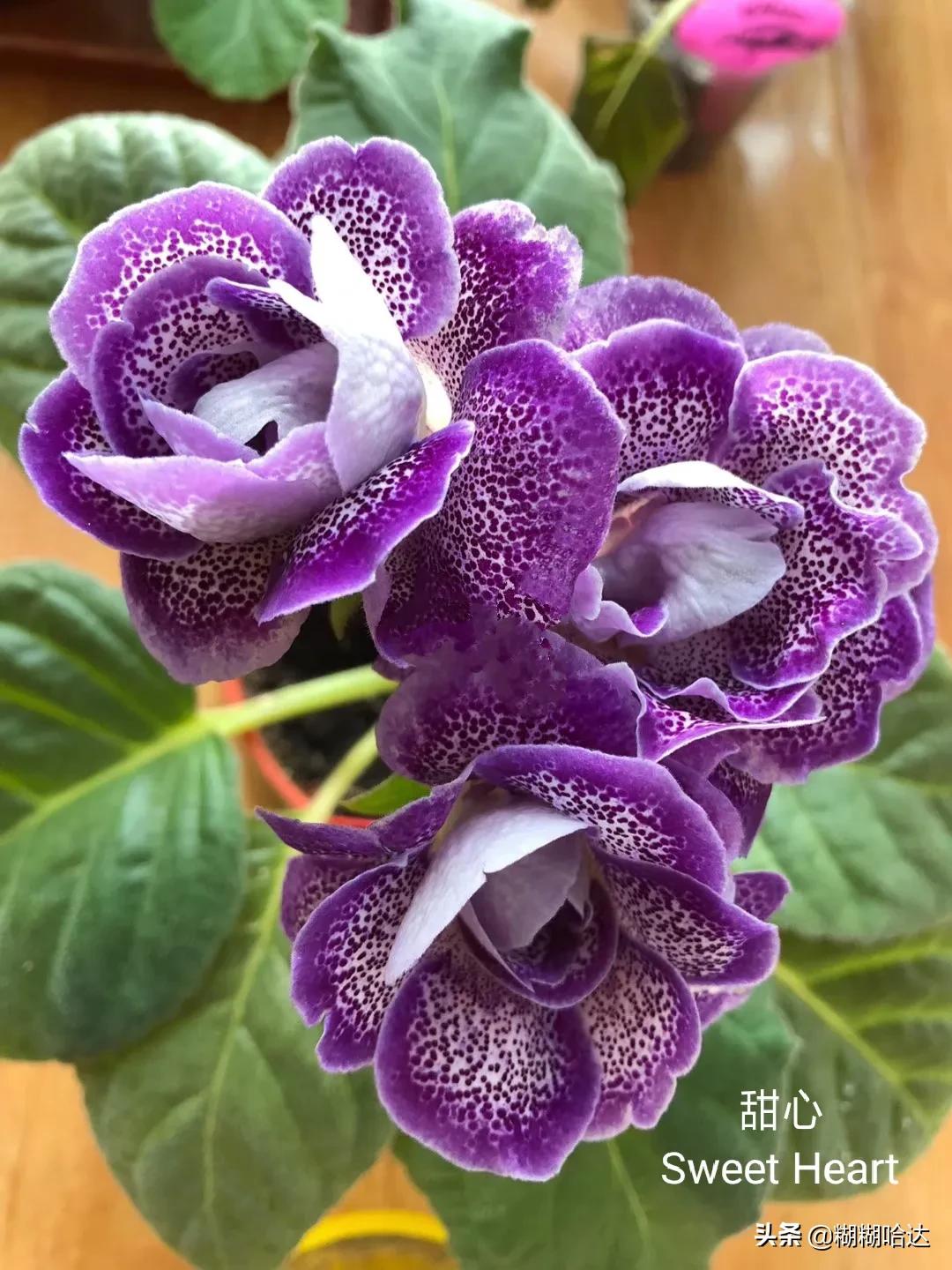 赏心悦目的花朵，风采万千，千姿百态，魅力无限，太美了