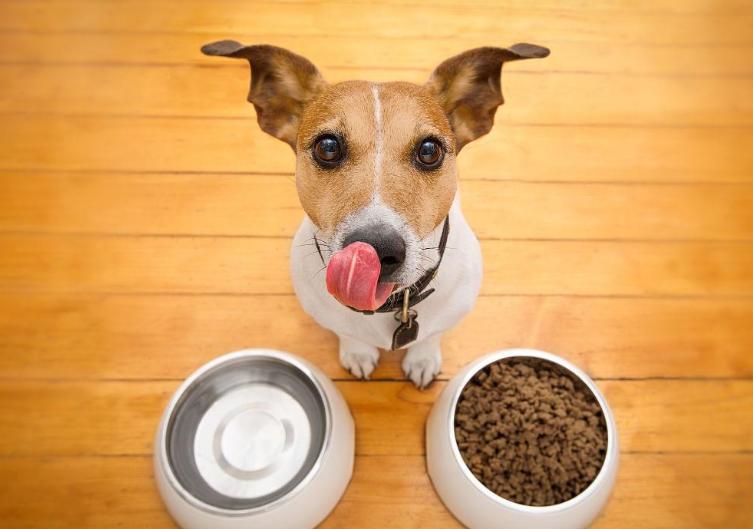 狗狗日常喂养小知识大公开,饲养狗狗的必备知识和技能