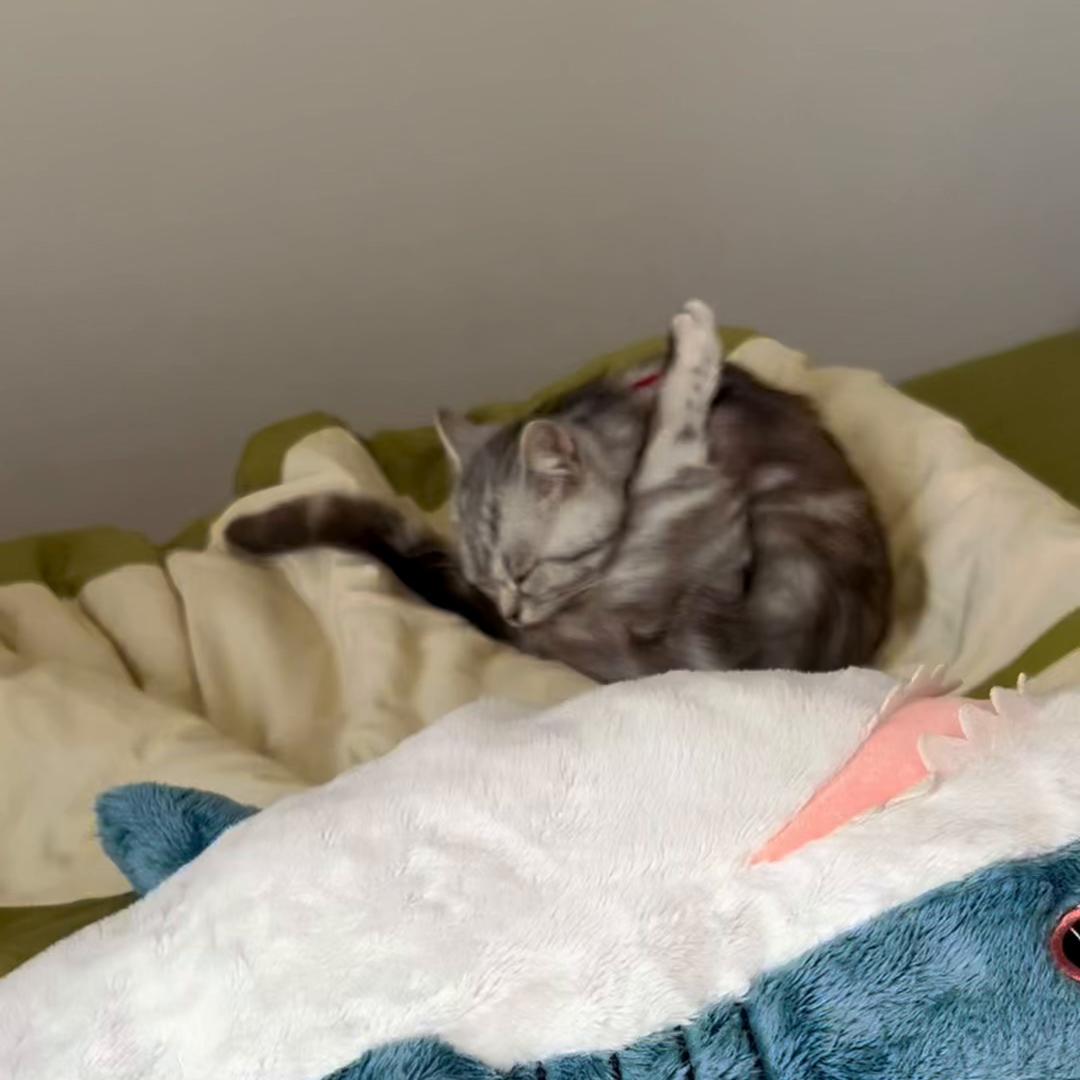 天天扣土豆片子都够我一受了这又当上炸串大姨了我真服...