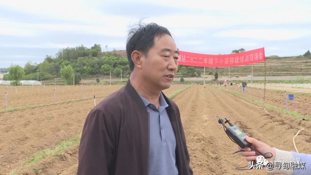 七星镇：烤烟移栽奏响烟农增收“前奏曲”