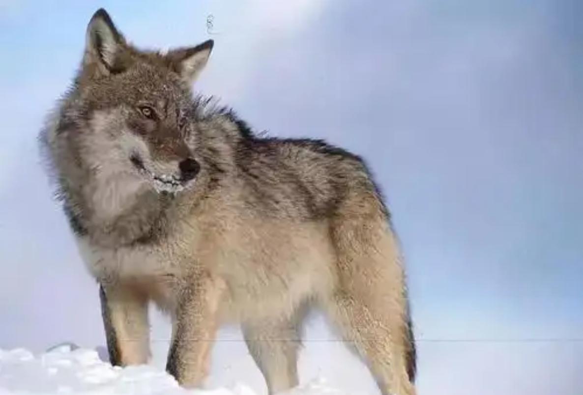 12年前把狼带回家当儿子,12年前成都女孩把狼儿带回家