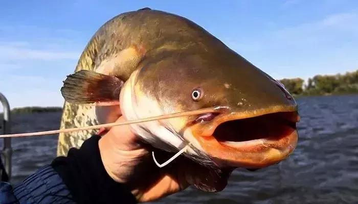 男子20万买一条半死不活的鱼,小伙花800元买一条蓝色大鱼