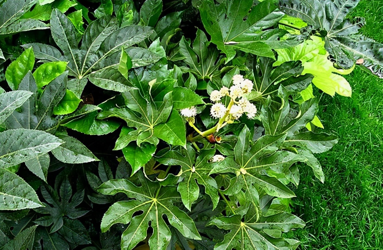 公园路边植物图片,路边的小植物有哪些