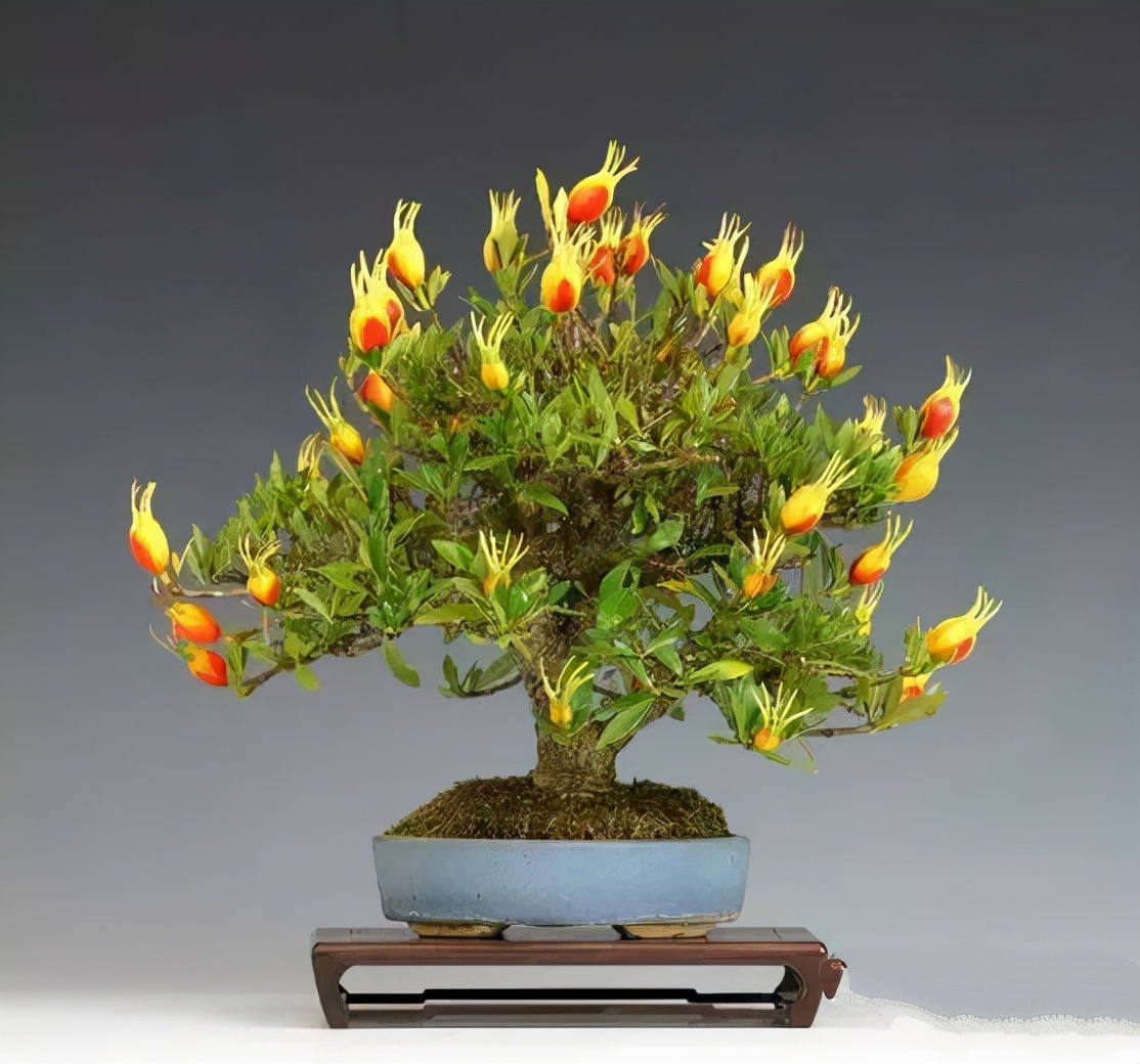 家庭盆景既好养又有观赏价值,各种小盆景大全图片