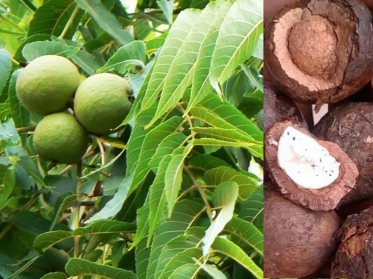 藤黄水果,藤黄科的水果有哪些