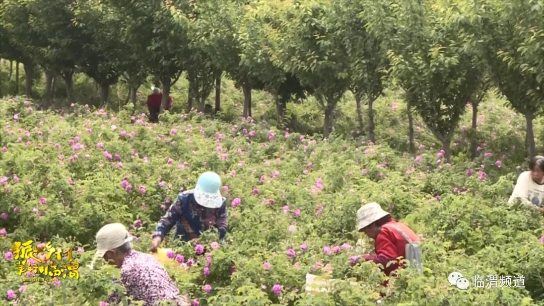 《振兴乡村美好临渭》临渭区丰原镇北雷村：玫瑰绽放“美丽经济”花香铺就致富路