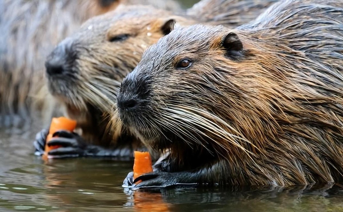 上海多地发现巨型老鼠重达17公斤,超市发现巨型老鼠跟小孩差不多大