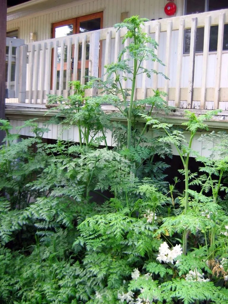 世界上能救命的十种毒草,10种最毒的毒草