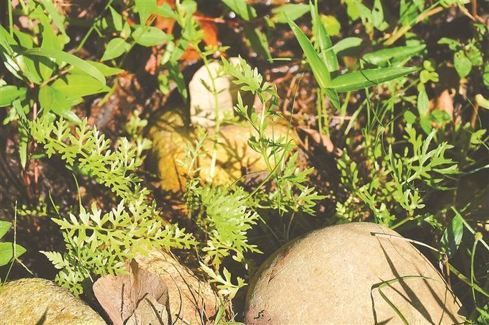 深圳中心城区再现野生水蕨！记者独家专访科研团队还原野生水蕨发现全过程