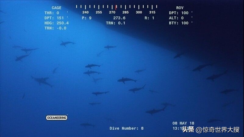 深海恐惧症最怕的100张图,深海恐惧症超长照片