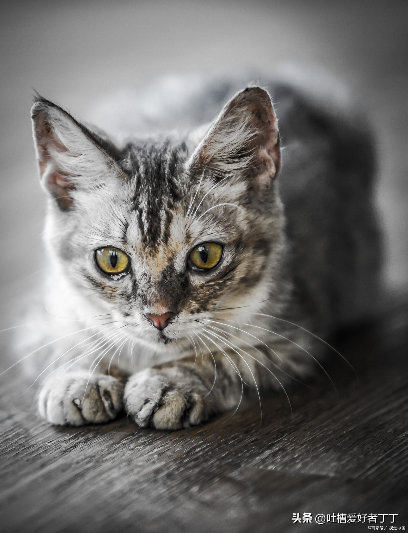 猫咪喝自来水还是凉白开,猫喝自来水会感染弓形虫吗