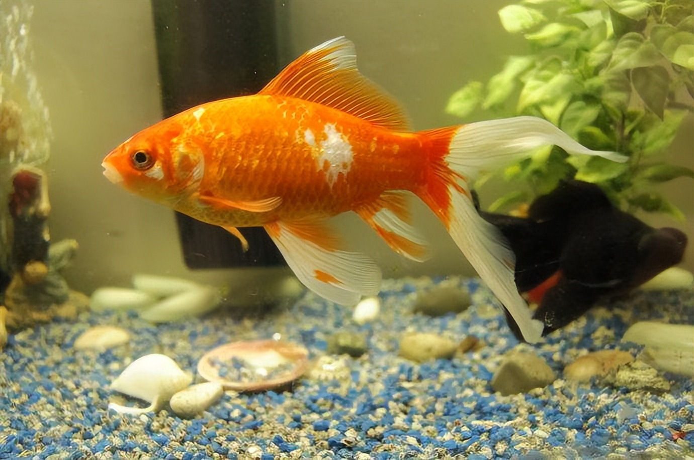 金鱼用什么水养最好,刚买来的金鱼用什么水养最合适