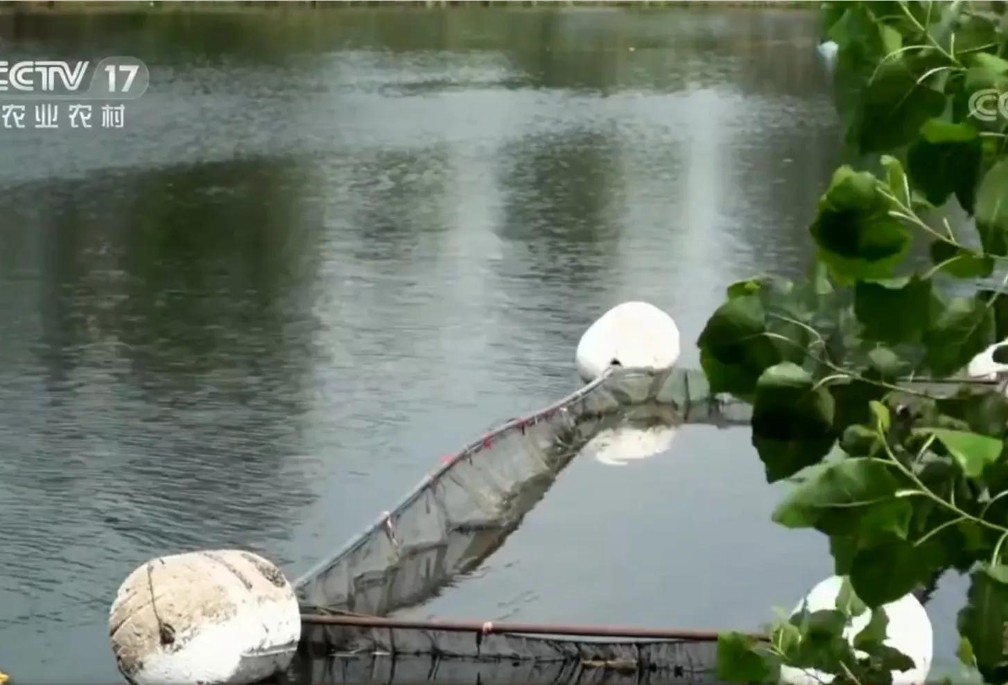 承包鱼塘也能年入百万,男子承包鱼塘后续