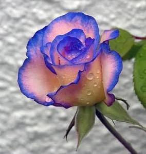 这才是最美的玫瑰花图片,最好看的紫色玫瑰花图片