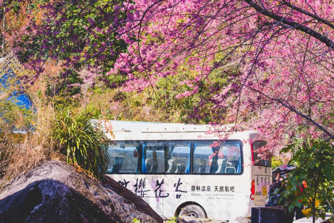 樱花谷温泉,樱花谷温泉攻略