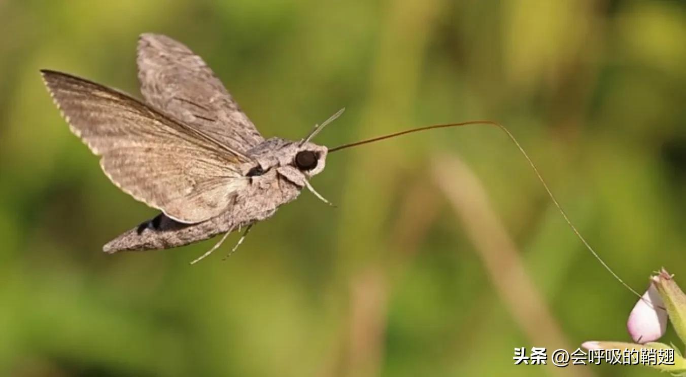 蛾类图谱,蛾类昆虫图谱