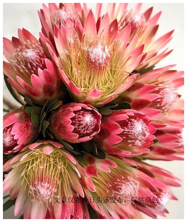 帝王花盆栽怎么做好看,帝王花盆栽养殖方法